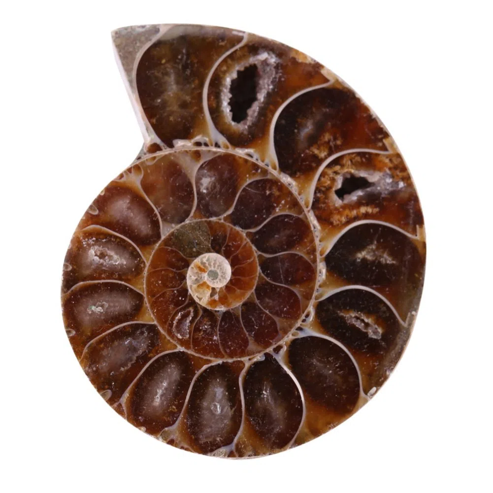 2 Échantillons de Fossiles d'Ammonite Coquillage de Madagascar Minéraux de Pierre Naturels pour l'Enseignement Archéologique et la Décoration Intérieure (4 cm de diamètre)