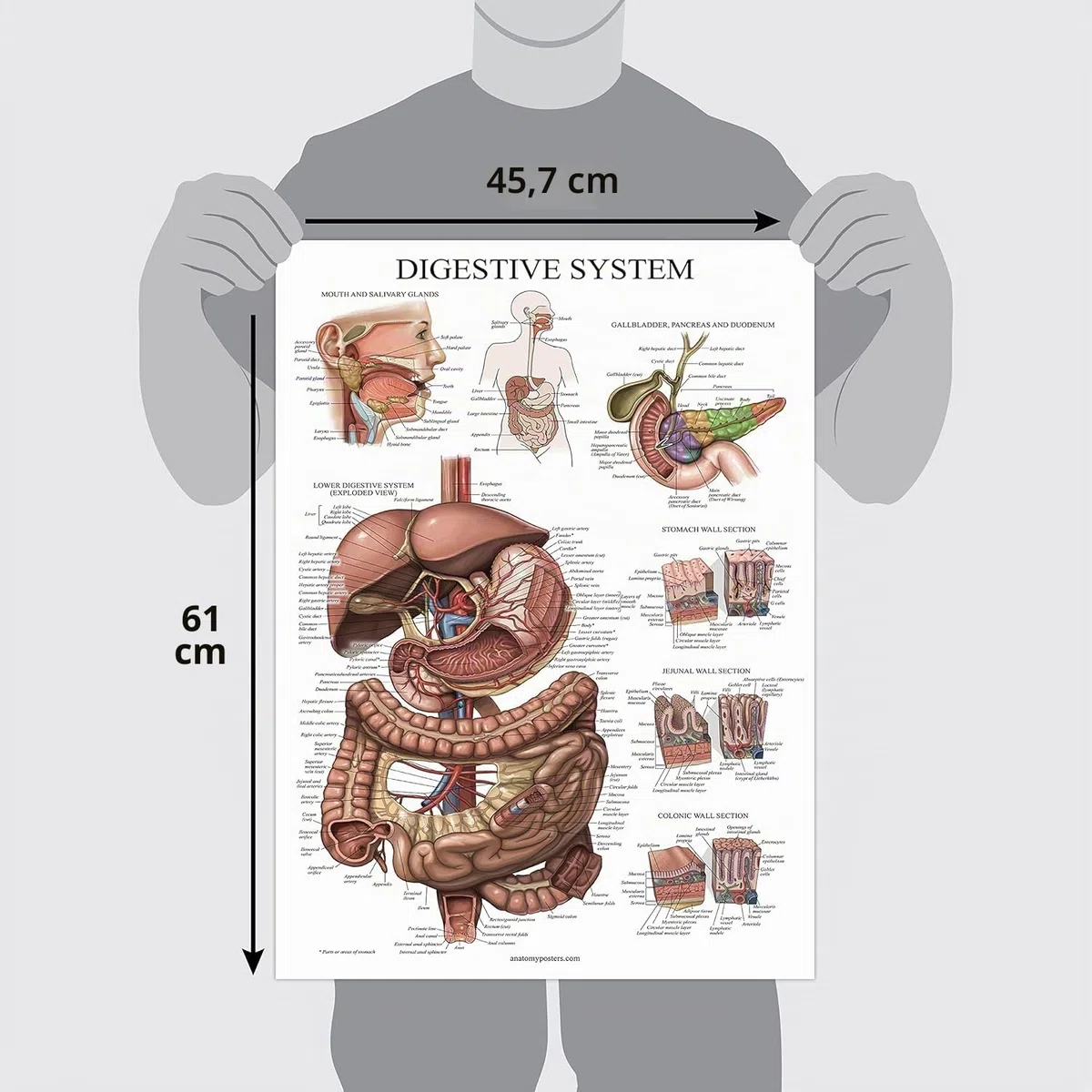 Palace Learning Tableau anatomique plastifié du système digestif – Affiche d'anatomie gastro-intestinale 45,7 x 61 cm