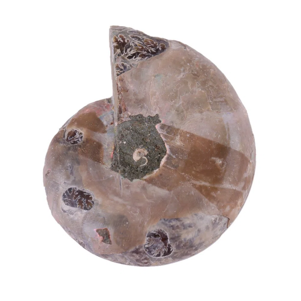 2 Échantillons de Fossiles d'Ammonite Coquillage de Madagascar Minéraux de Pierre Naturels pour l'Enseignement Archéologique et la Décoration Intérieure (4 cm de diamètre)