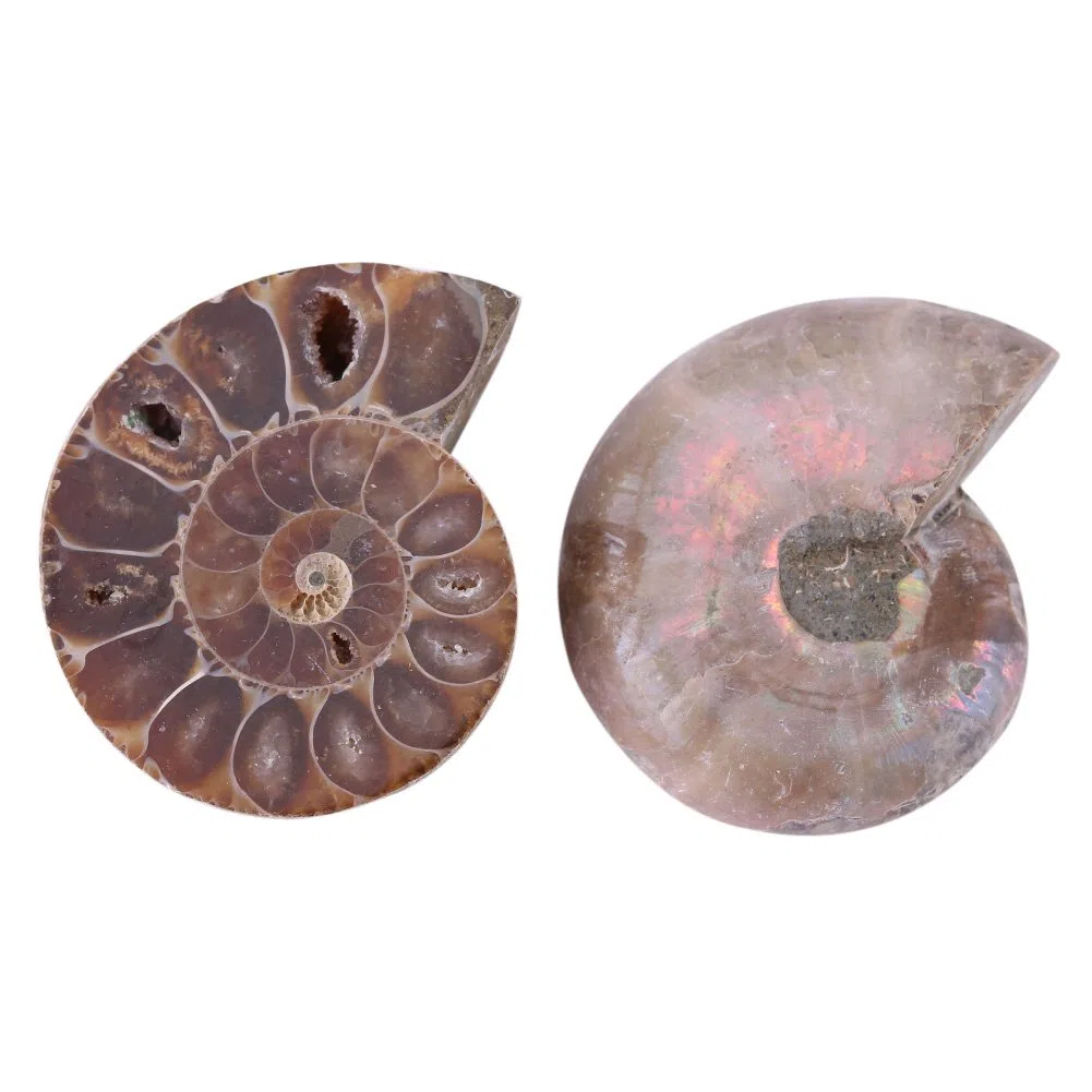 2 Échantillons de Fossiles d'Ammonite Coquillage de Madagascar Minéraux de Pierre Naturels pour l'Enseignement Archéologique et la Décoration Intérieure (4 cm de diamètre)
