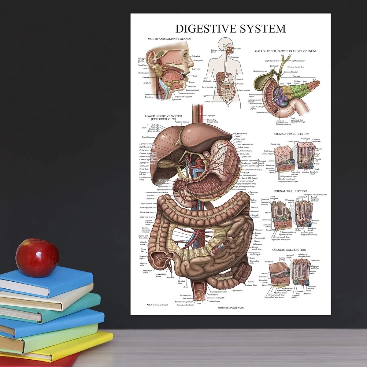 Palace Learning Tableau anatomique plastifié du système digestif – Affiche d'anatomie gastro-intestinale 45,7 x 61 cm