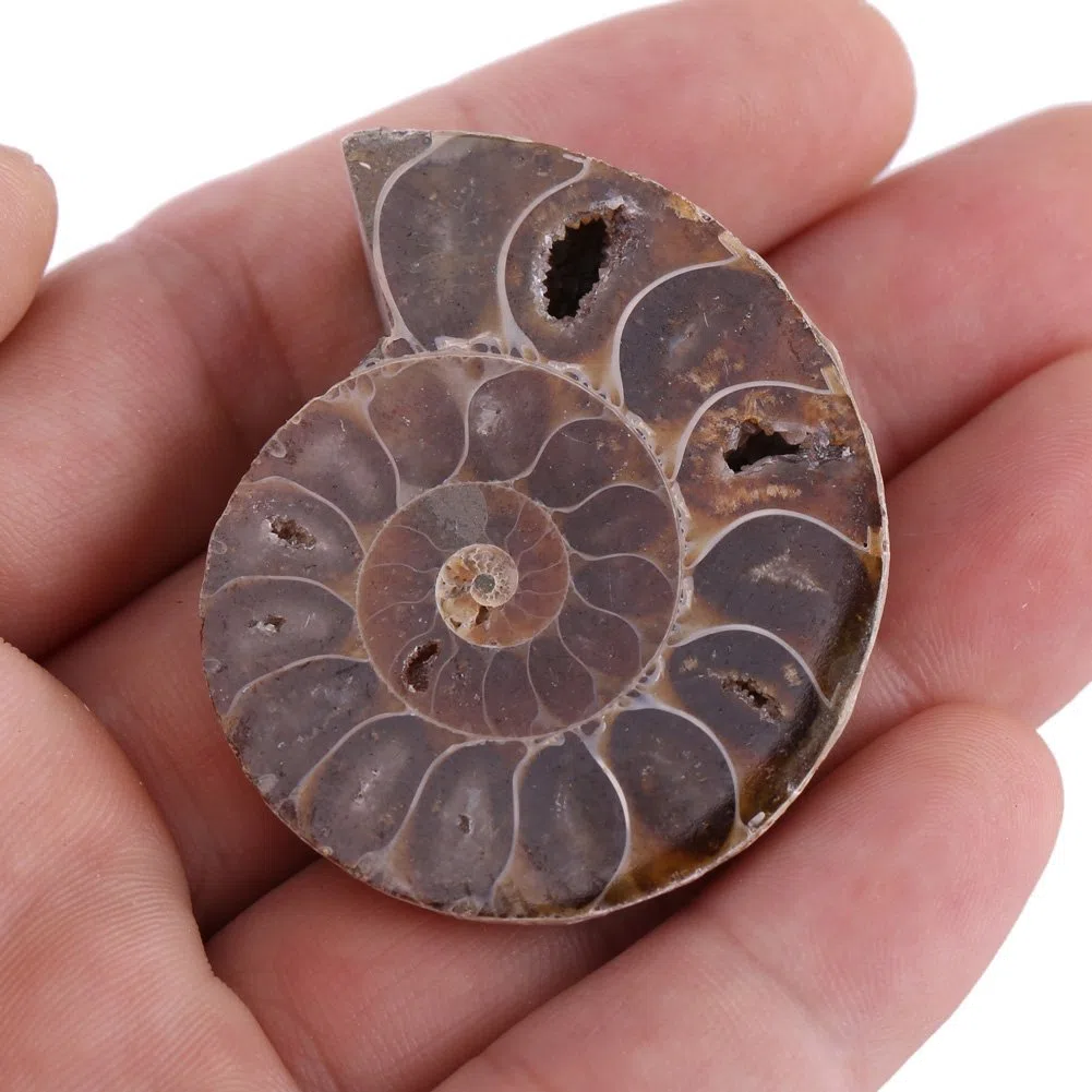 2 Échantillons de Fossiles d'Ammonite Coquillage de Madagascar Minéraux de Pierre Naturels pour l'Enseignement Archéologique et la Décoration Intérieure (4 cm de diamètre)