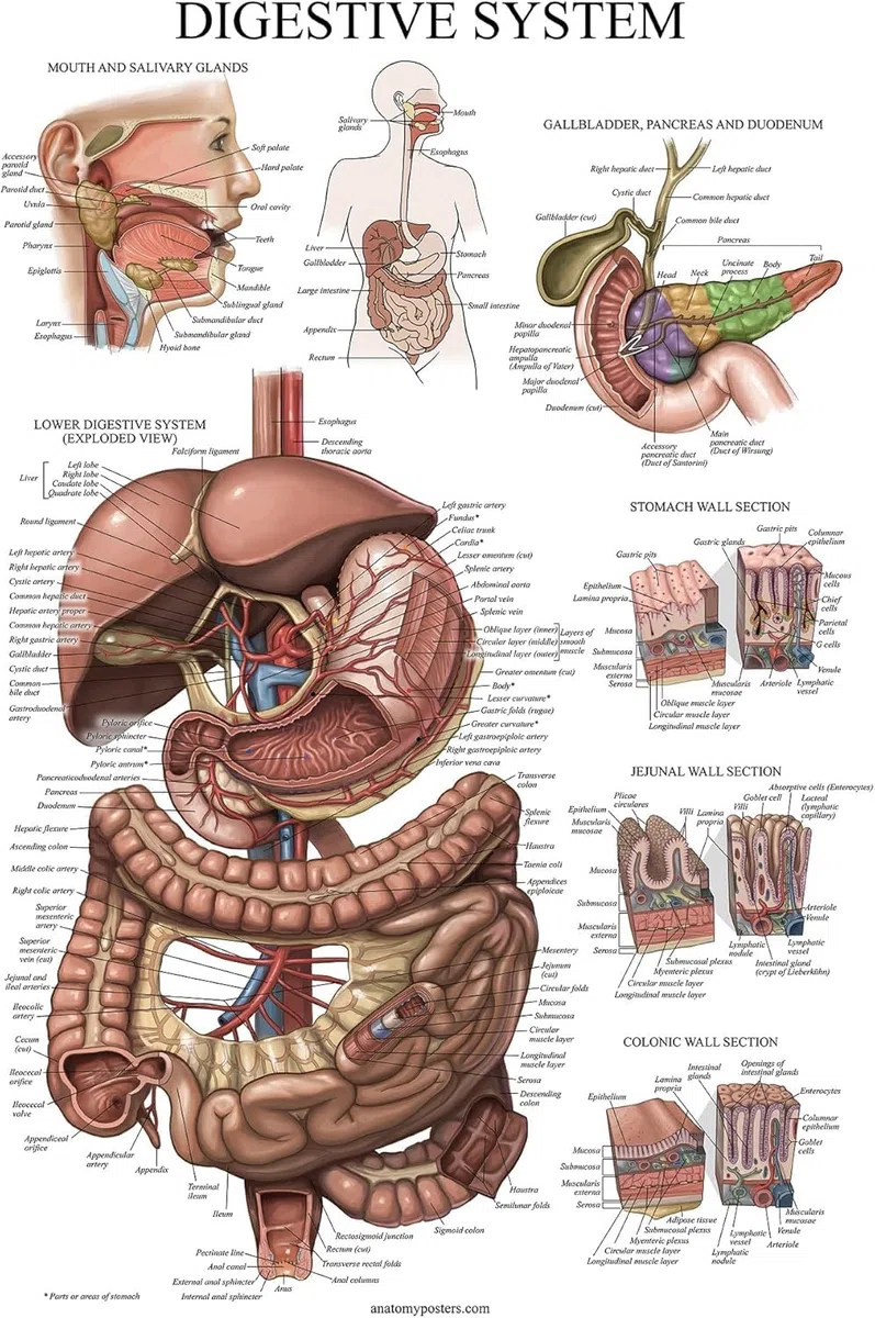 Palace Learning Tableau anatomique plastifié du système digestif – Affiche d'anatomie gastro-intestinale 45,7 x 61 cm