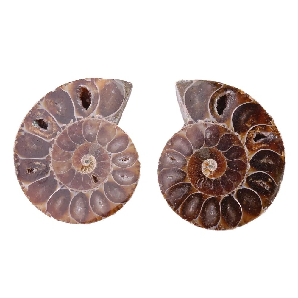 2 Échantillons de Fossiles d'Ammonite Coquillage de Madagascar Minéraux de Pierre Naturels pour l'Enseignement Archéologique et la Décoration Intérieure (4 cm de diamètre)