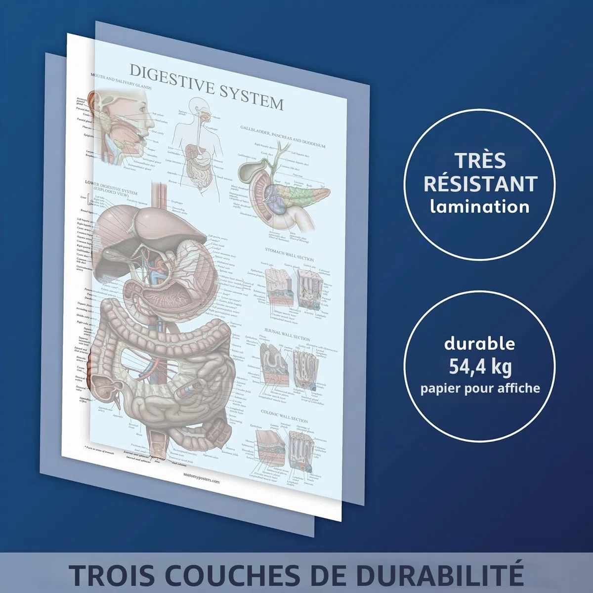 Palace Learning Tableau anatomique plastifié du système digestif – Affiche d'anatomie gastro-intestinale 45,7 x 61 cm